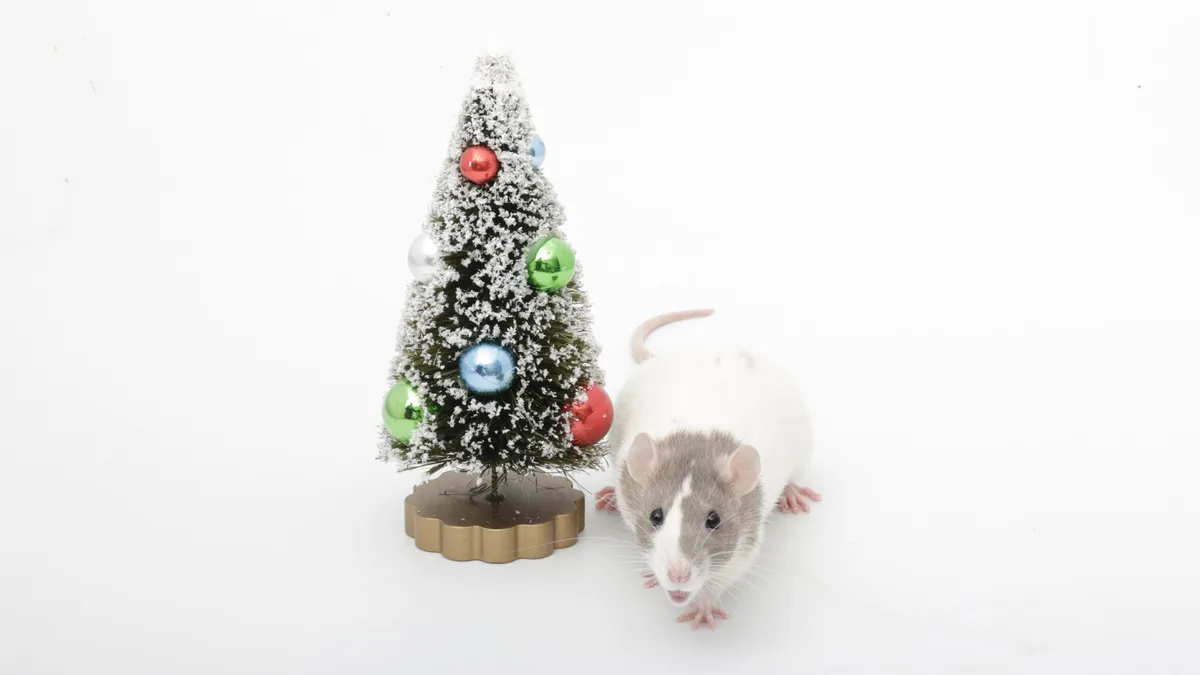 A small white and gray rat stands beside a miniature Christmas tree decorated with colorful ornaments and artificial snow…