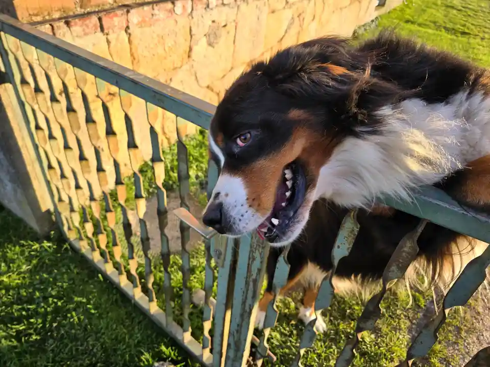 A large, fluffy Bernese Mountain Dog with black, white, and rust-colored fur is leaning over a green metal fence, baring its…