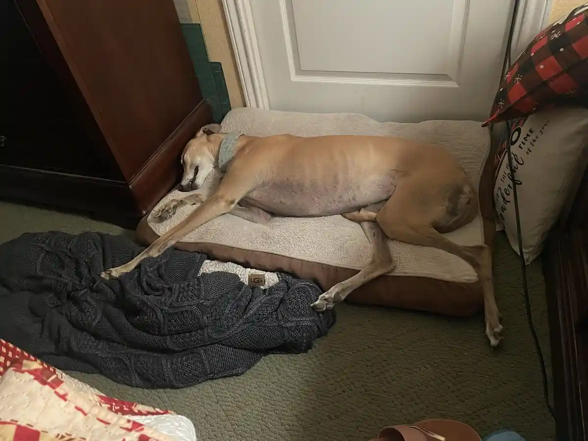 A slender, tan-colored dog is sleeping on a beige dog bed in a room with green carpeting, its body stretched out with one…