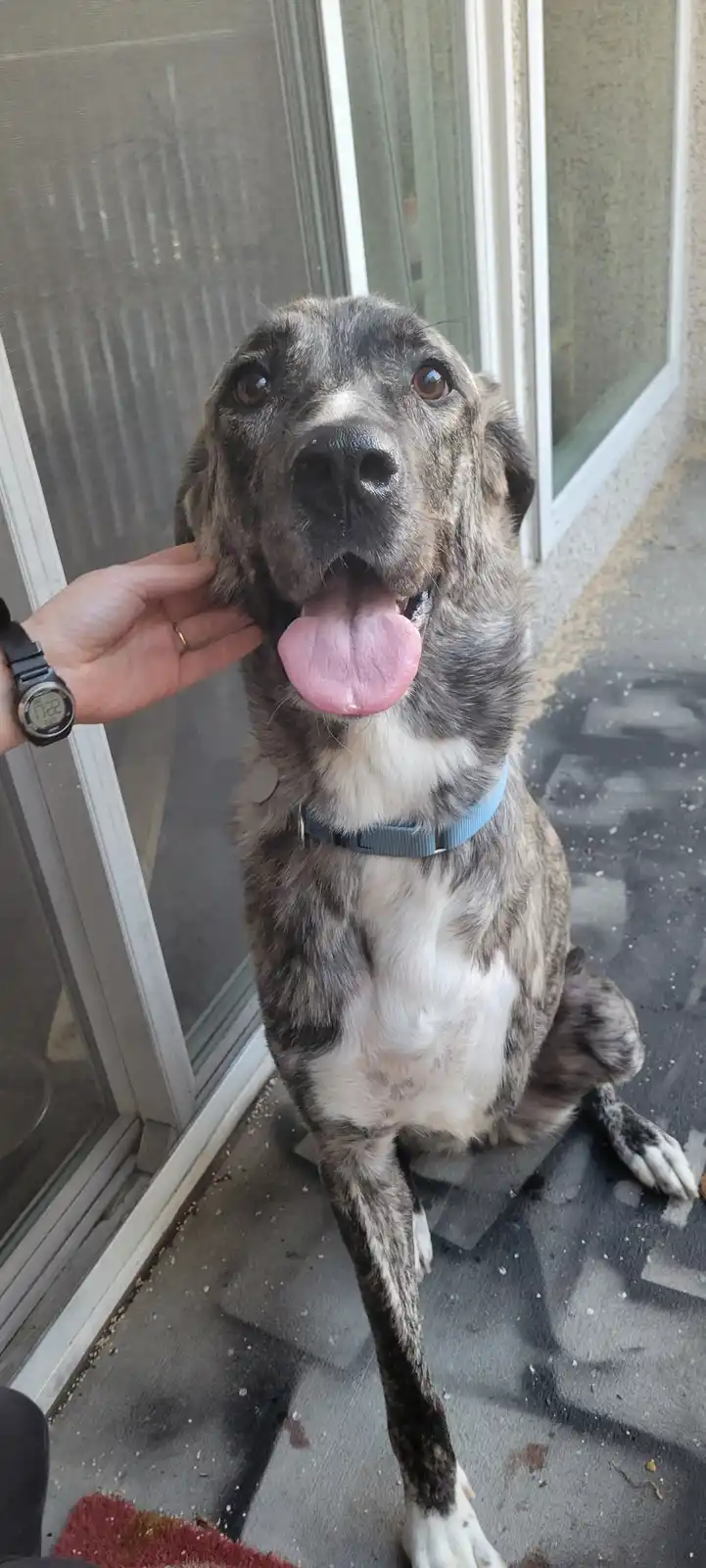 A brindle and white dog sits on a porch mat near a glass door, looking up with its tongue out as a person's hand pets its…