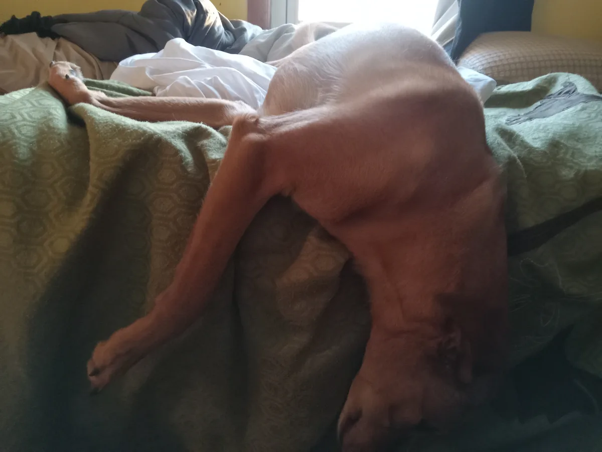 A light brown dog is sleeping on a bed with green and white blankets, curled up with its head down and one leg stretched…
