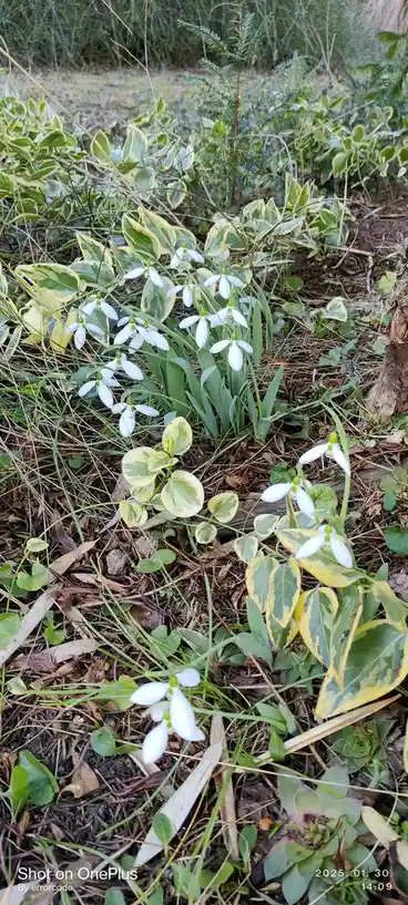A photo of white snowdrop flowers blooming among green and yellow variegated foliage and dry grass in a garden. The image…