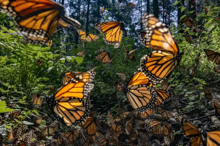 A dense swarm of monarch butterflies fills a lush green forest, with many resting on the ground and others flying around…