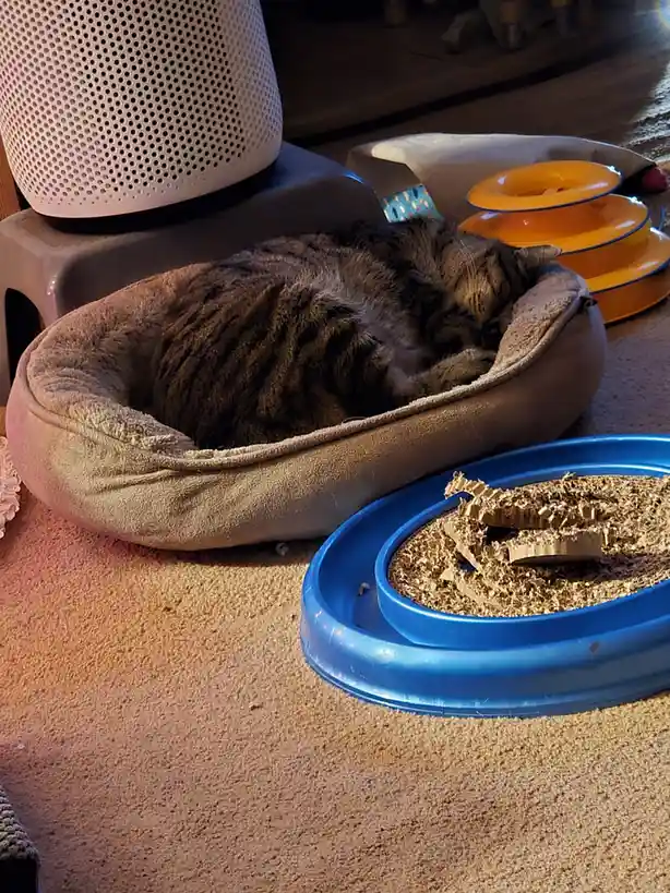A tabby cat is curled up and sleeping soundly inside a beige pet bed on a carpeted floor. Nearby, a blue plastic bowl…