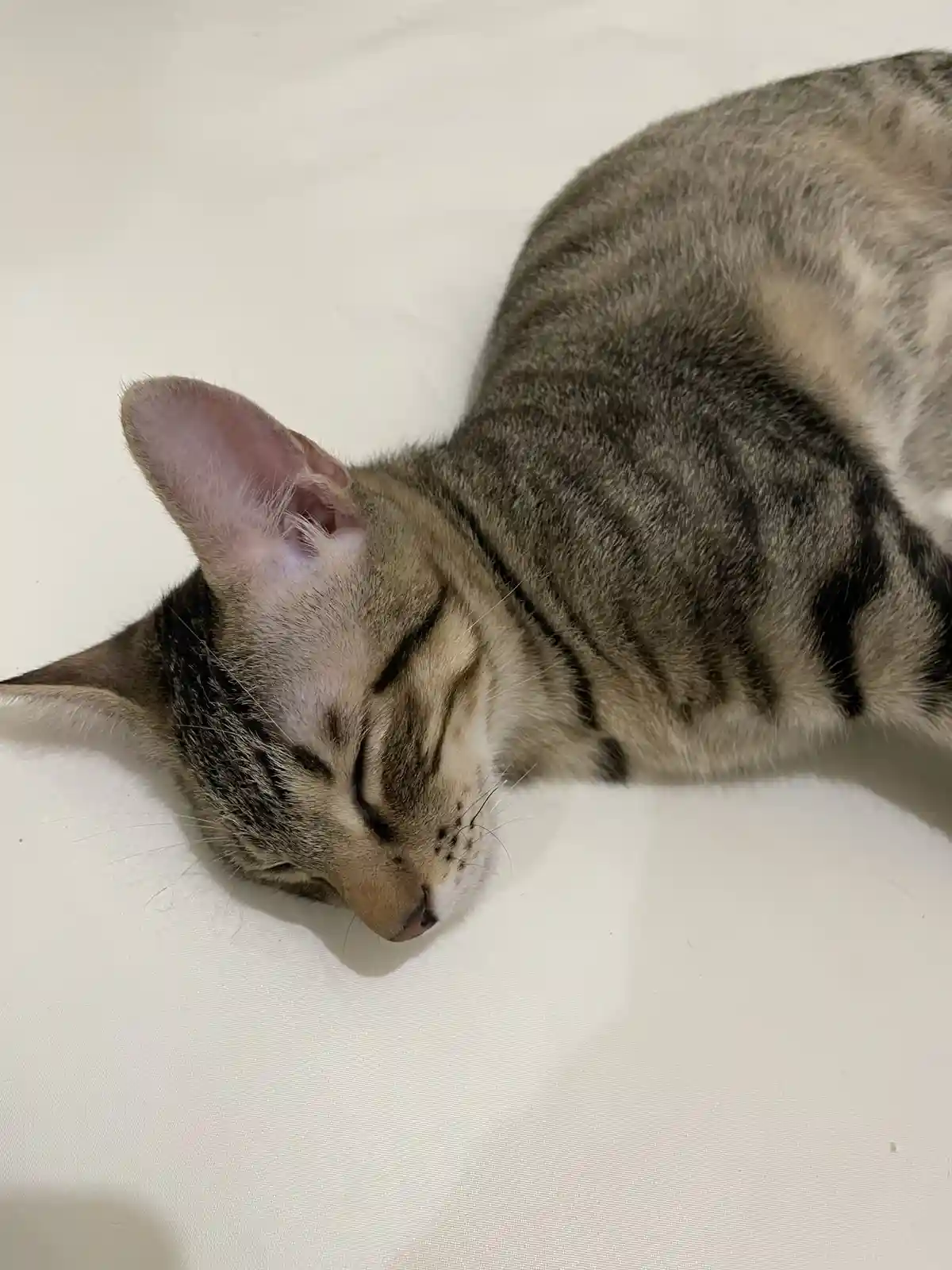 A tabby cat with grey and black stripes is curled up and sleeping soundly on a white surface, its eyes closed and head…