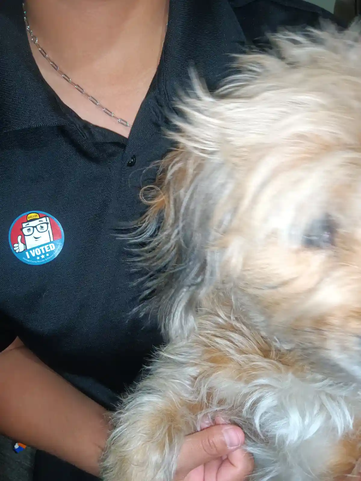 A person wearing a black polo shirt with an 'I VOTED' sticker on the left chest holds a small, fluffy, light-colored dog…