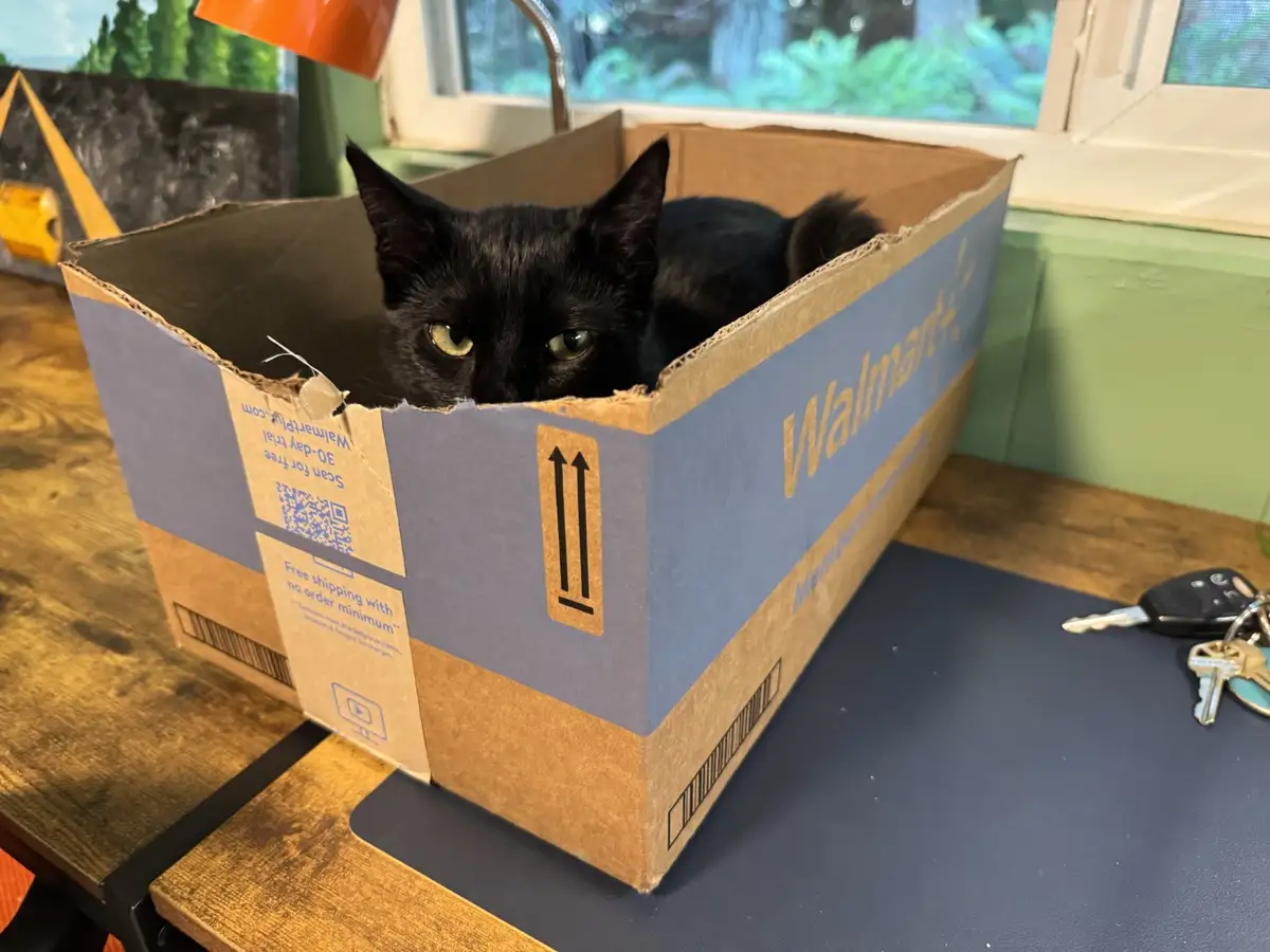 A black cat with green eyes is peeking out from inside a large Walmart+ branded cardboard shipping box sitting on a wooden…