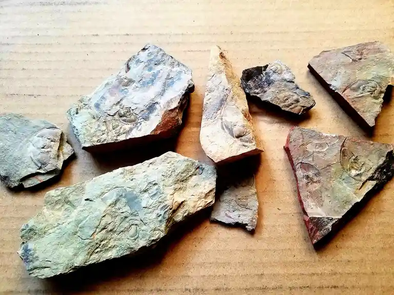 Several irregularly shaped rock fragments with visible fossil imprints lie scattered on a corrugated cardboard surface. The…
