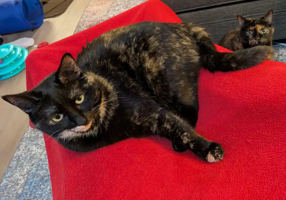A tortoiseshell cat lounges lazily on a bright red blanket, looking directly at the camera with a smug expression. Behind…