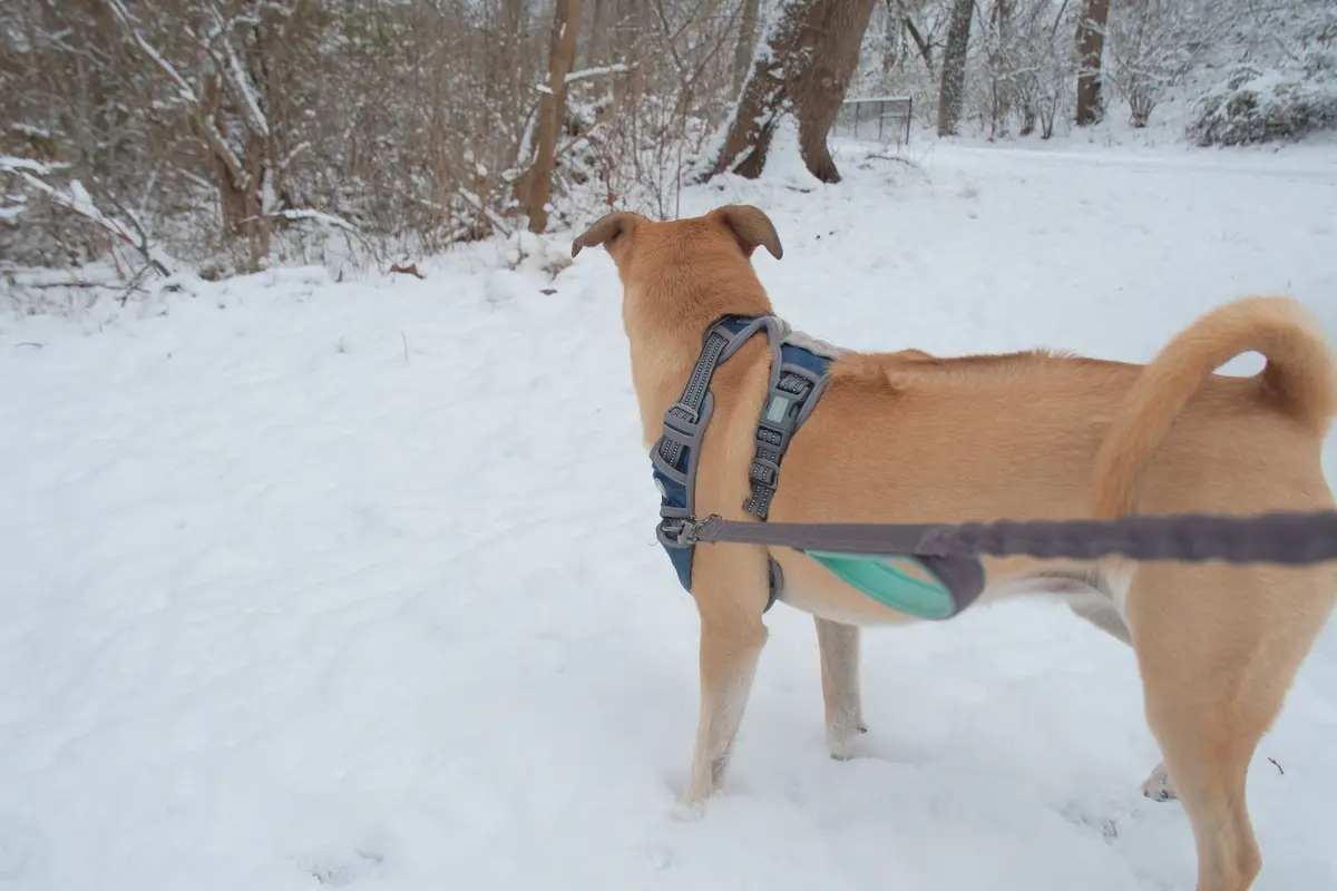 A tan dog wearing a blue and gray harness with a leash attached stands in deep snow, looking away from the camera. The…