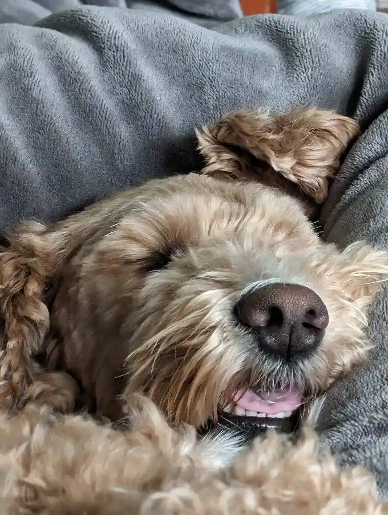 A fluffy, light brown dog with closed eyes is sleeping soundly on a grey fleece blanket, its mouth slightly open in a…