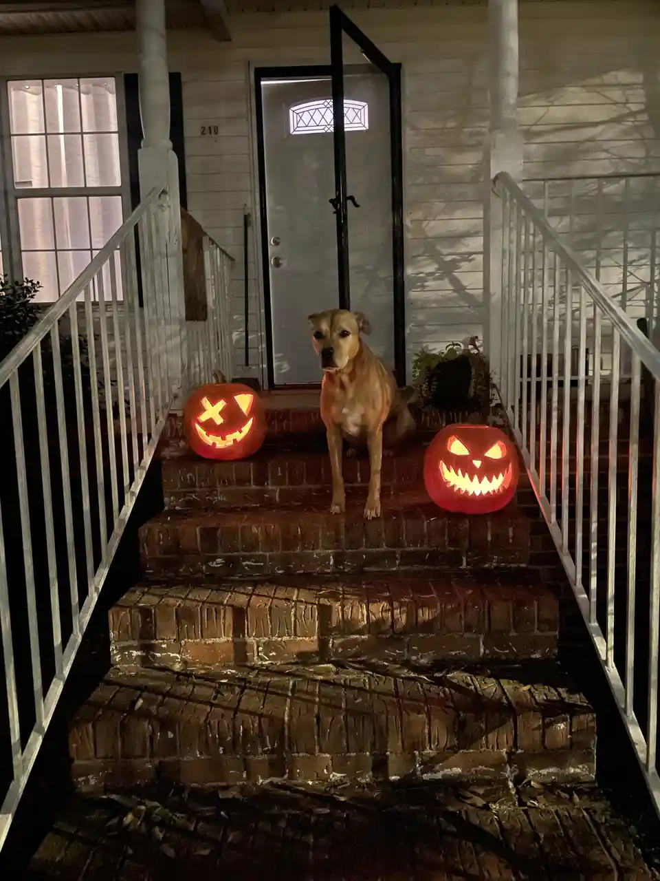 A tan dog sits calmly on brick steps in front of a house door, flanked by two glowing jack-o-lanterns with menacing faces…