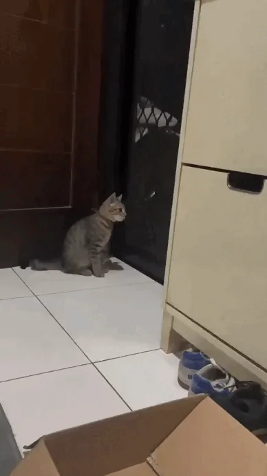 A tabby cat sits on a tiled floor near a dark doorway, then stands up and walks away. The cat returns, sits again, and looks…