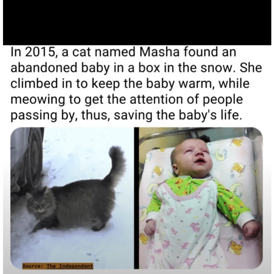 The image displays two side-by-side photos: a fluffy gray cat standing in snow near a vehicle, and a baby in a green and…