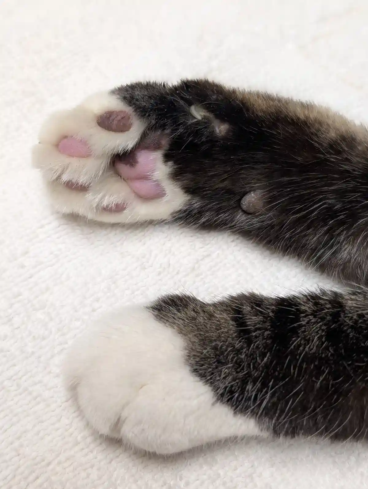 A close-up photo shows two cat paws resting on a white textured blanket. One paw is mostly white with black markings and has…