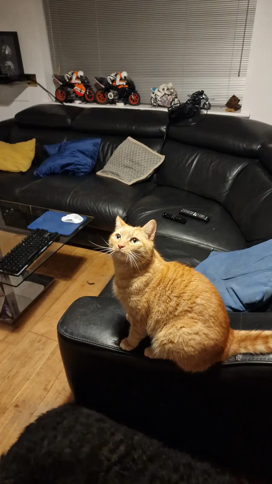 An orange tabby cat sits upright on a black leather sofa ottoman, looking upward with wide, innocent eyes. Behind it, a…