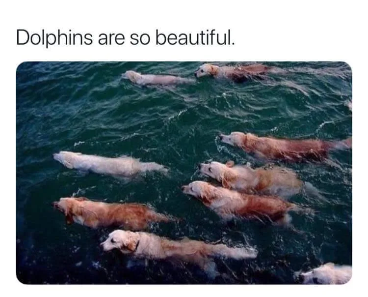 An aerial view shows multiple golden retrievers swimming in dark blue water, their bodies partially submerged and creating…