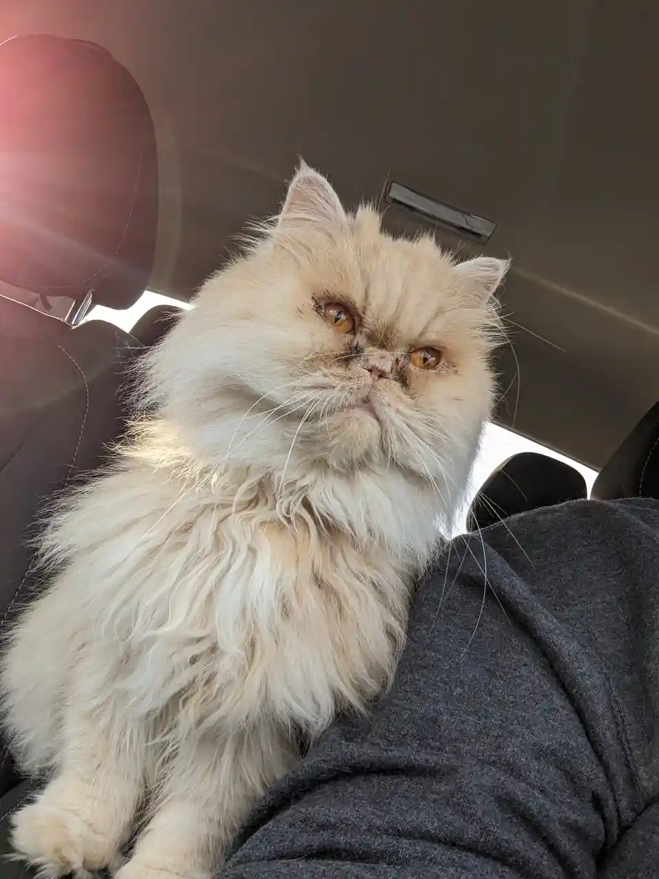 A fluffy, light-colored Persian cat with a grumpy expression sits in a car seat, looking directly at the camera with…