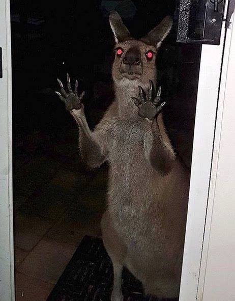 A kangaroo stands upright at a doorway at night, its eyes glowing red from camera flash, with both front paws raised as if…