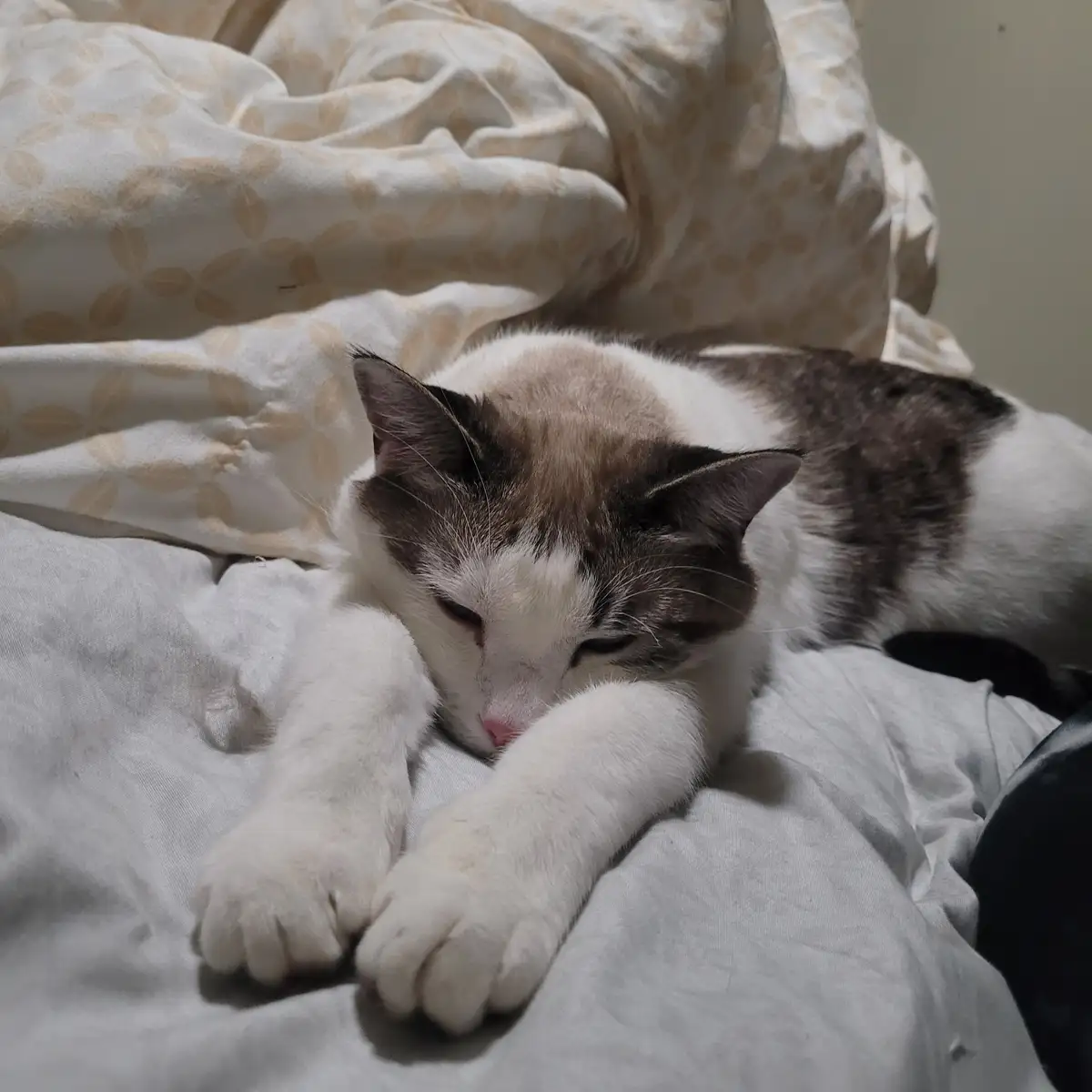 A white and brown cat is sleeping peacefully on a bed with rumpled sheets, its paws tucked under its face. The overlaid text…