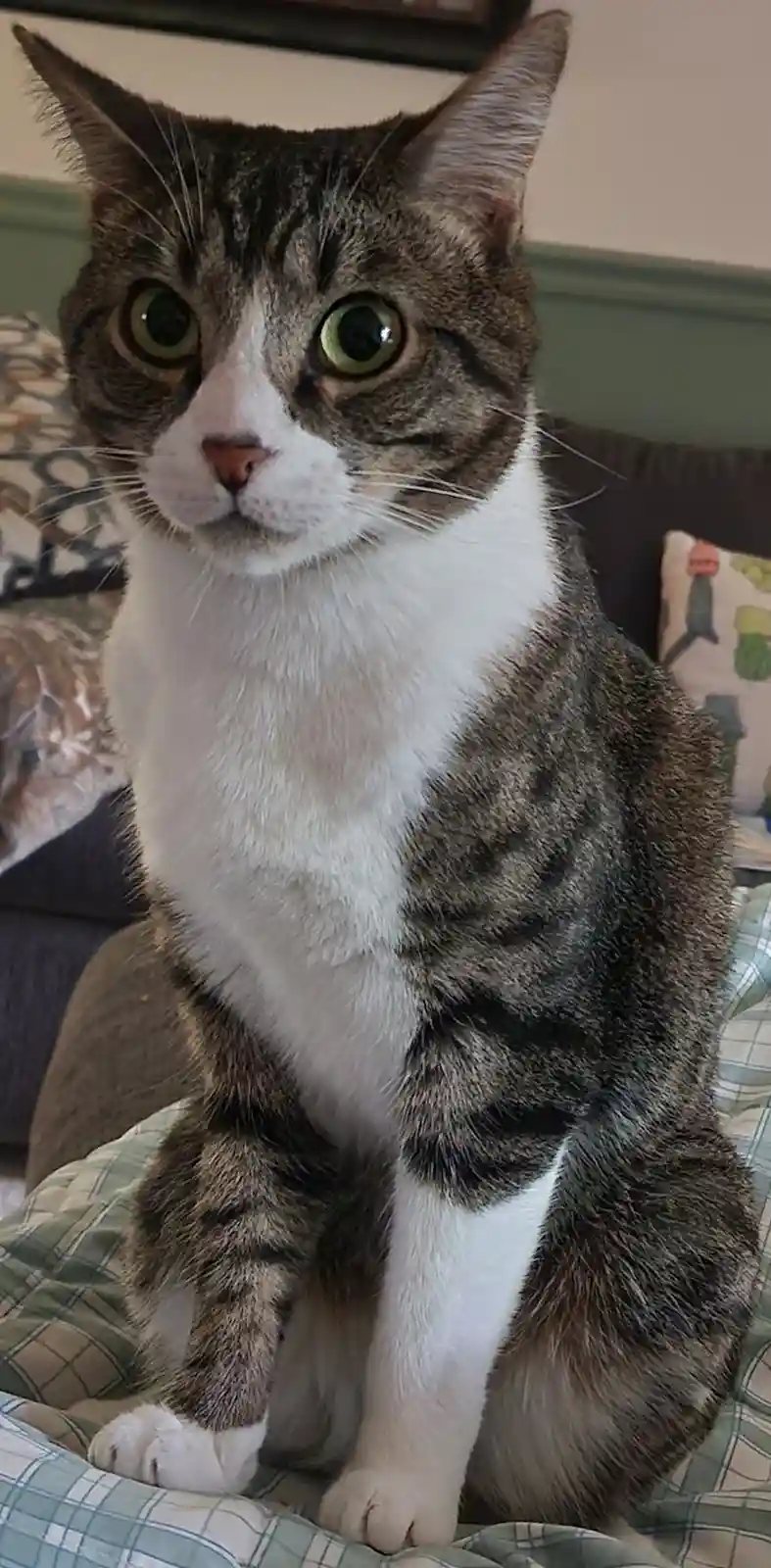 A tabby and white cat with wide, startled green eyes sits upright on a plaid blanket, looking directly at the camera with an…