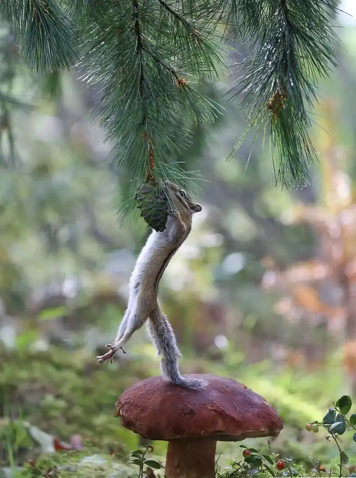 A chipmunk stands upright on a large red mushroom, reaching up with its front paws to hold a pinecone hanging from a pine…