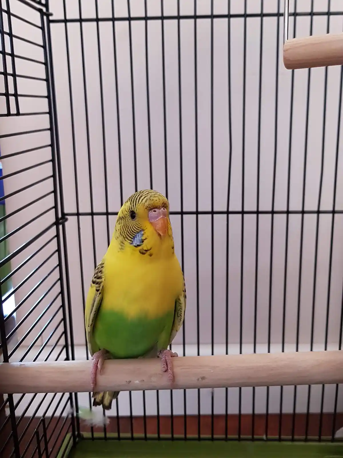 A yellow and green budgerigar perched on a wooden dowel inside a black wire cage, looking directly at the camera with a…