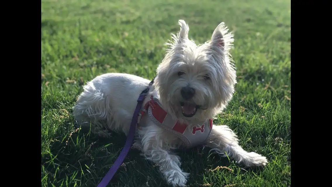 a white, fluffy dog with one eye closed and mouth open in a grassy field, wearing a red and white harness with a purple…