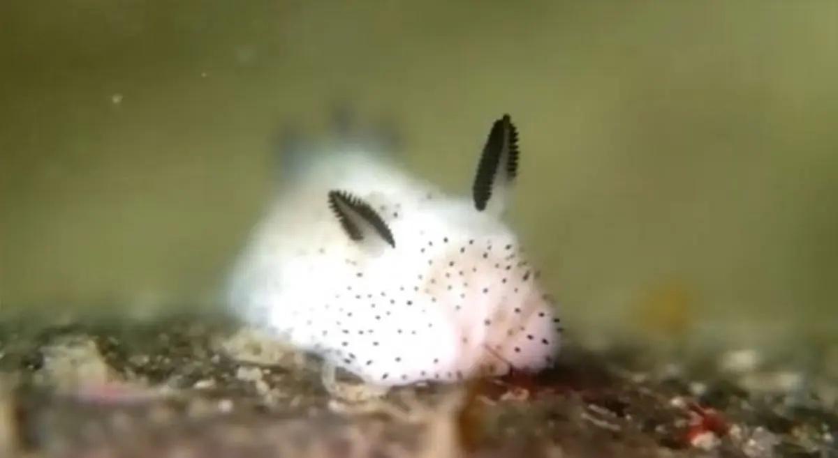 A close-up photo of a white sea slug with black spots and two black, feathery appendages on its head, resembling rabbit…