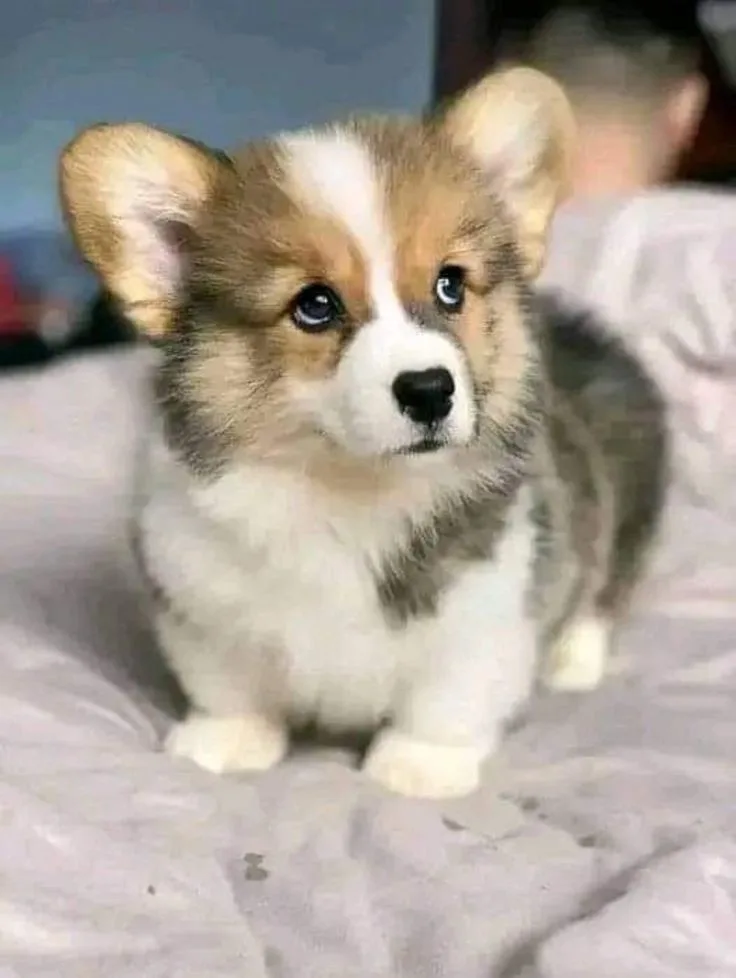 A small, fluffy corgi puppy with large, expressive blue eyes and a white and tan coat sits on a light-colored bedspread. The…