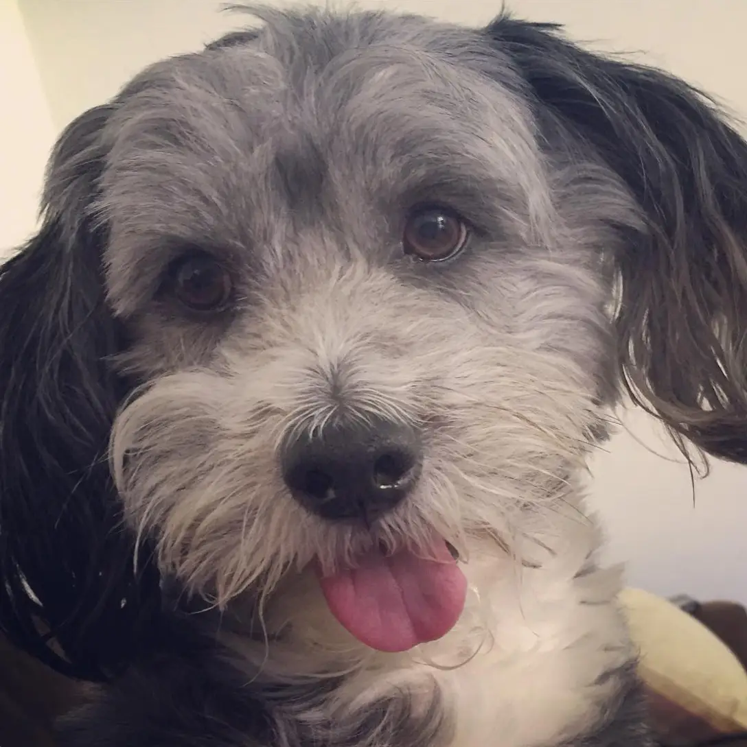 A close-up photo of a scruffy, shaggy dog with black and white fur, brown eyes, and its pink tongue sticking out. The dog is…
