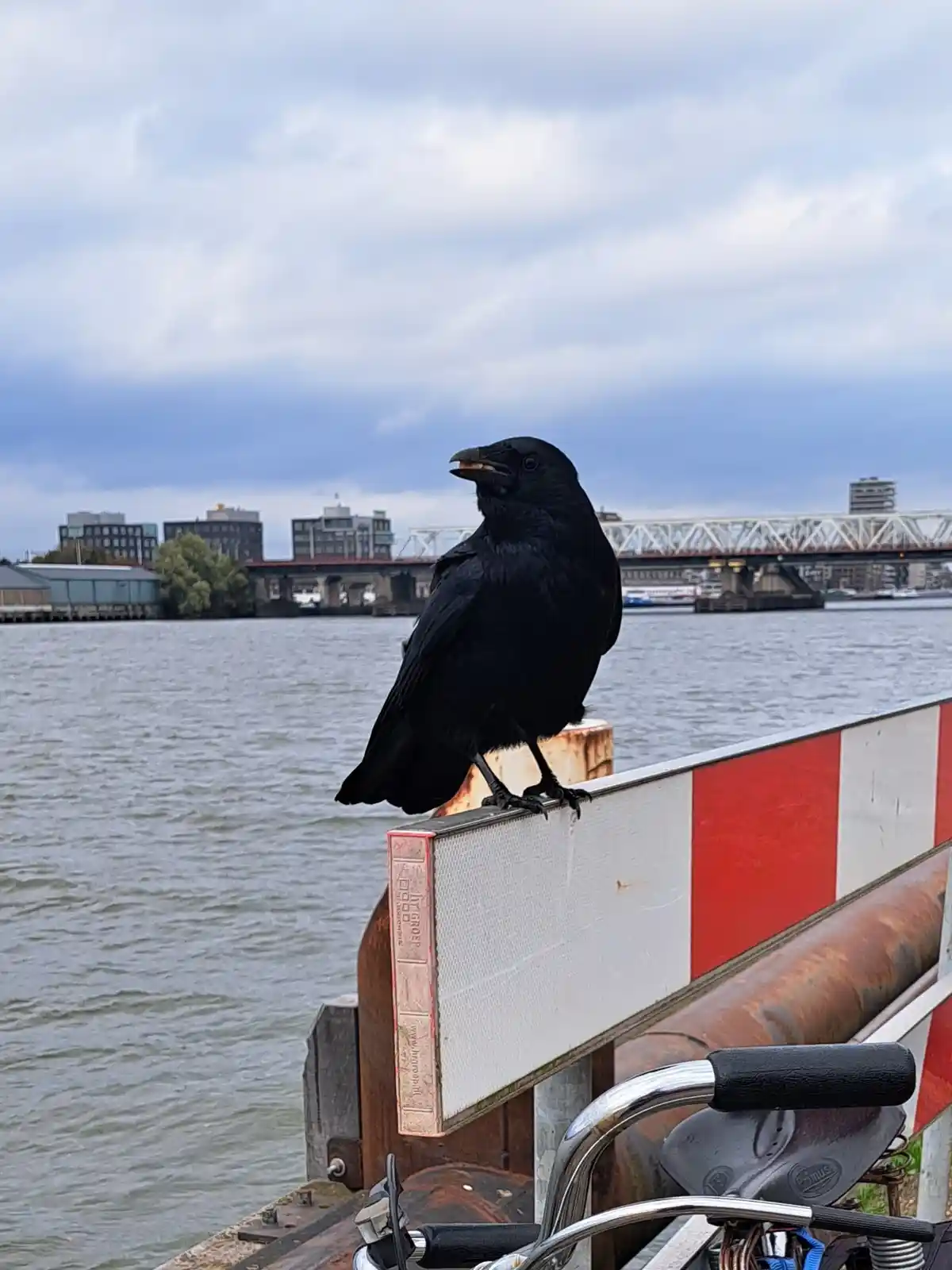 A black raven perched on a red-and-white striped barrier near a river, with a bridge and city buildings in the background…