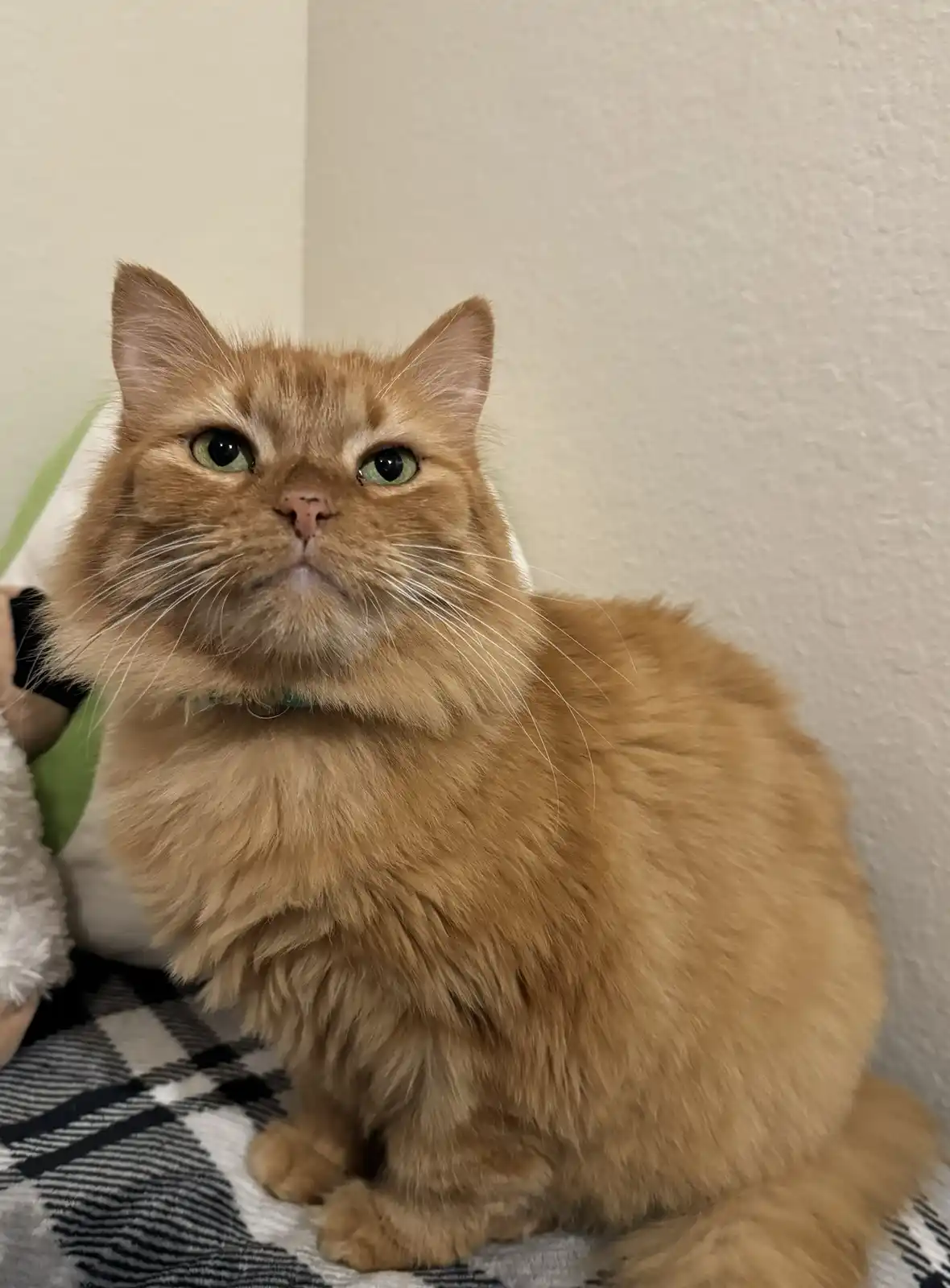 A fluffy orange tabby cat with green eyes sits on a black-and-white checkered blanket, looking directly at the camera with a…