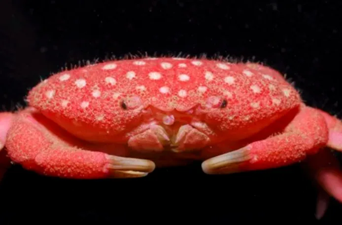 A close-up photo of a red, fuzzy crab with white spots on its shell, set against a black background. The crab has a…