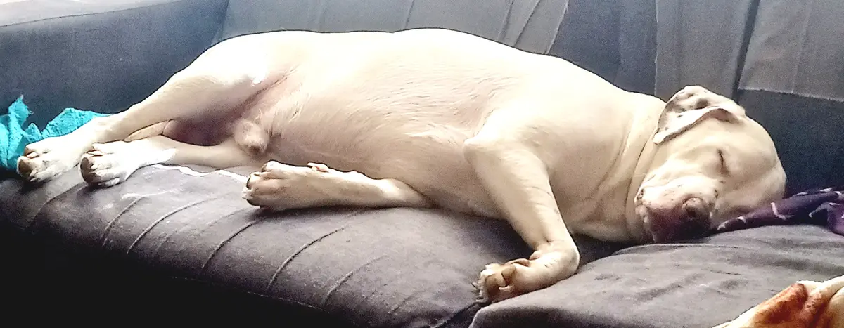 A light-colored dog is sleeping soundly on a dark gray couch, curled up with its eyes closed and paws relaxed. The overlaid…