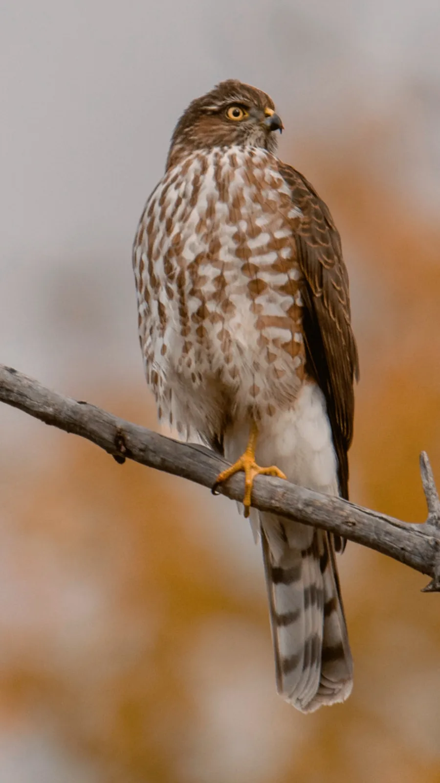 A close-up photograph of a hawk perched on a bare branch, showing its brown and white speckled chest, sharp yellow eyes, and…