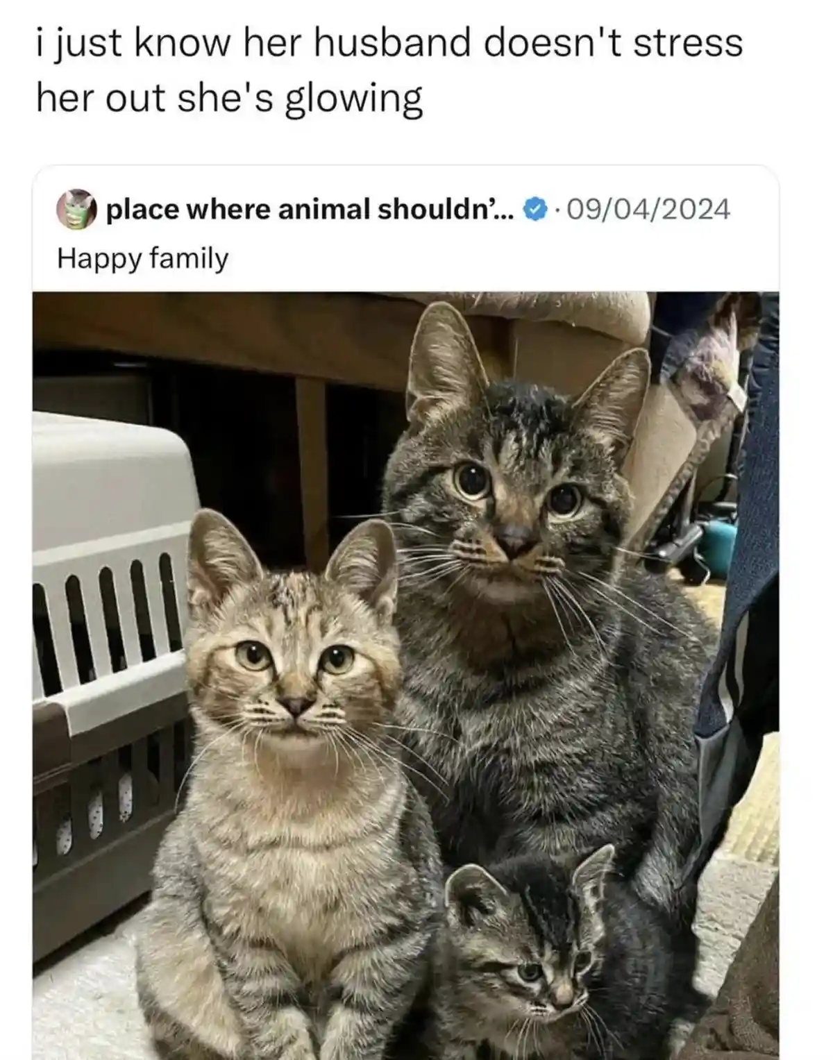 Three tabby cats are pictured together, one large adult cat, one smaller adult cat, and one tiny kitten. The image is…