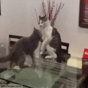 Two cats are seen fighting on a glass dining table in a sequence of six frames. One cat is dark gray, the other is white…