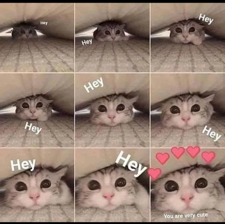 A grid of nine photos shows a gray tabby cat peeking out from under a blanket, progressively getting closer to the camera…