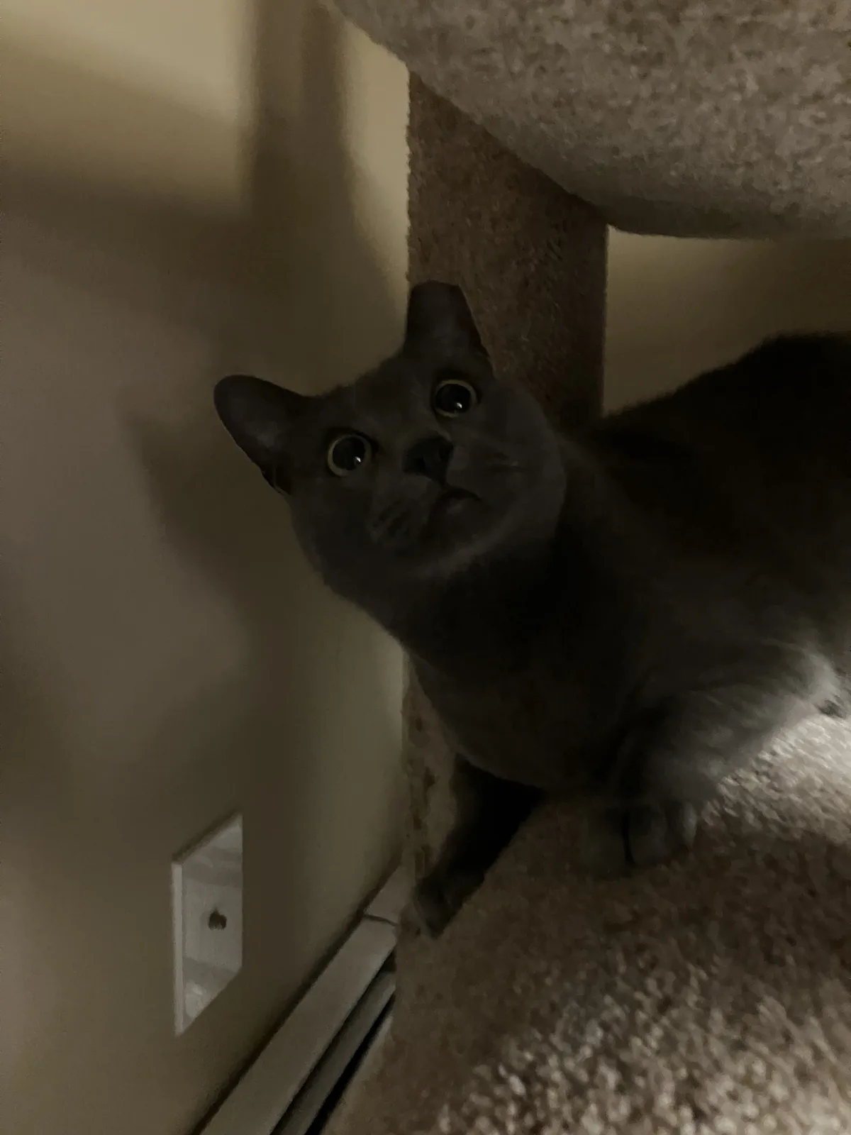 A gray cat with wide, startled eyes looks upward from a carpeted cat tree, appearing frightened or anxious. The cat is…