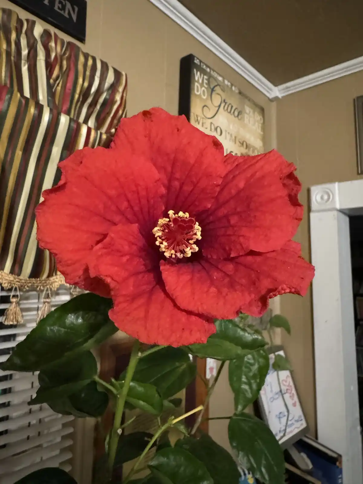 A vibrant red hibiscus flower with yellow stamens is shown indoors, with green leaves and a striped curtain in the…