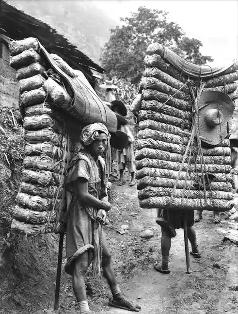 A black-and-white historical photo shows two porters in a mountainous village, each balancing massive, stacked bundles of…