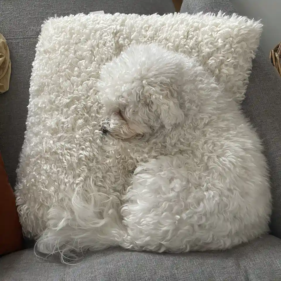 Meet Phyllo the Pillow: Your New Cozy Companion