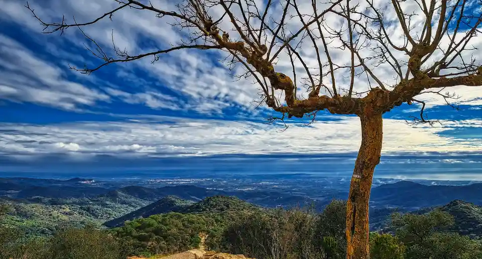 A scenic photo shows a gnarled, leafless tree with mossy bark standing on a hilltop, overlooking a vast landscape of rolling…