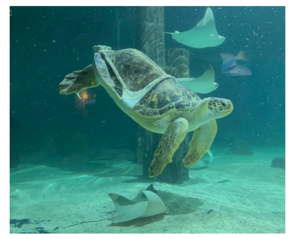 Science has crossed the line: A turtle with a whale tail!
