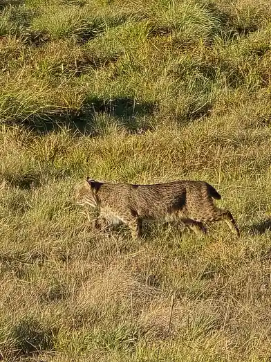 A wild bobcat is captured mid-stride walking through tall, sunlit grass. The animal's spotted fur and short tail are visible…