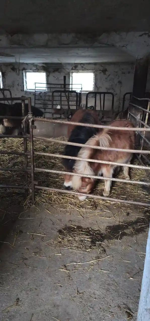 Two small horses or ponies are standing side-by-side in a dimly lit, dirty stable with rusty metal stalls and straw on the…