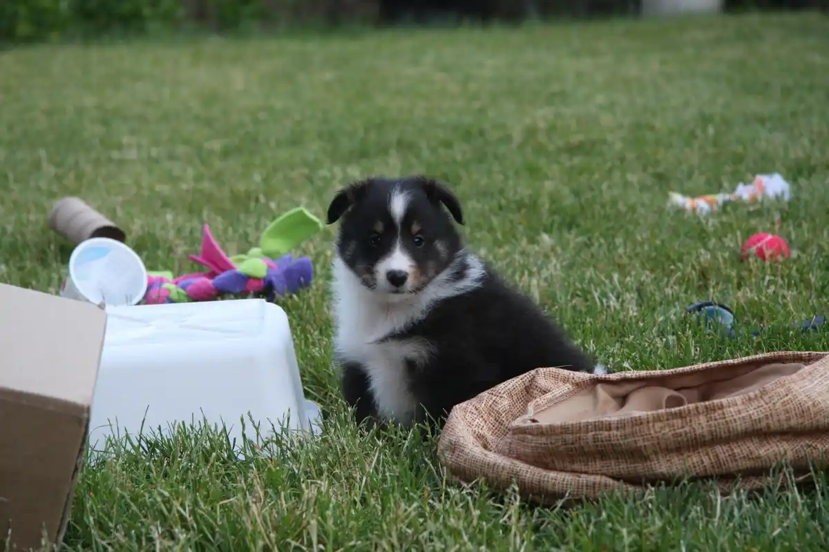 A black and white puppy with a white blaze on its face sits in a grassy yard surrounded by dog toys, a cardboard box, a…