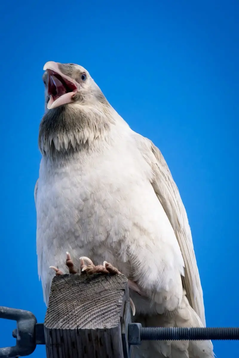 A white bird, possibly a vulture or raptor, is perched on a wooden post against a solid blue sky, its beak wide open as if…