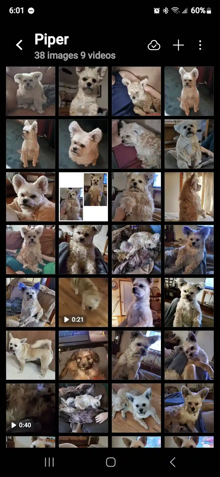 A smartphone photo gallery titled 'Piper' displays 38 images and 9 videos of a small, fluffy, light-colored dog with large…